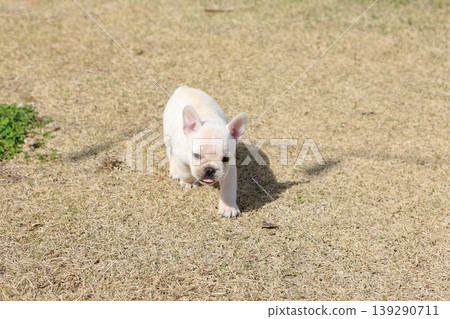 French bulldog French bulldog 139290711