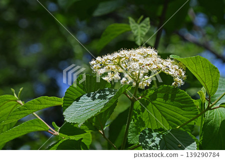 White cattle flower White cattle flower 139290784