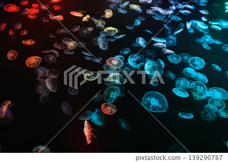 swaying jellyfish swaying jellyfish 139290787