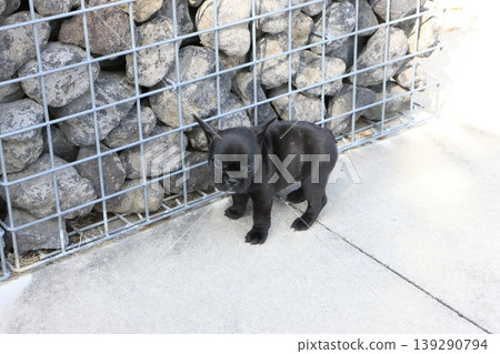 French bulldog French bulldog 139290794