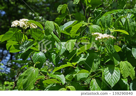 White cattle flower White cattle flower 139290840