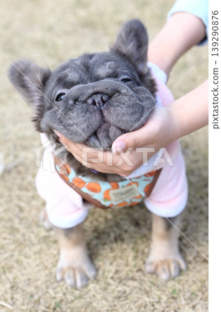 French bulldog French bulldog 139290876