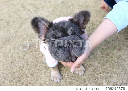 French bulldog French bulldog 139290878