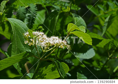 White cattle flower White cattle flower 139290884