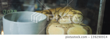 animal and pet concept with snake in transparent box in pet shop 139290914