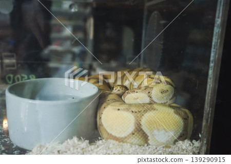 animal and pet concept with snake in transparent box in pet shop animal and pet concept with snake in transparent box in pet shop 139290915
