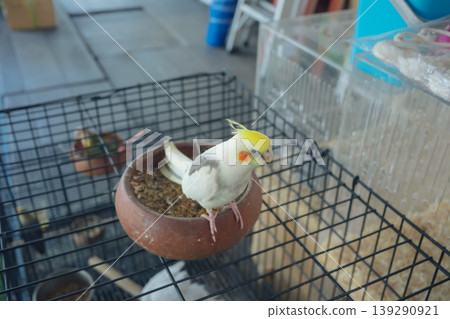 animal and pet concept with bird in cage at pet shop animal and pet concept with bird in cage at pet shop 139290921