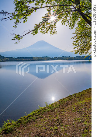 (Shizuoka Prefecture) Lake Tanuki - Mount Fuji viewed from the lush green lakeside (Shizuoka Prefecture) Lake Tanuki - Mount Fuji viewed from the lush green lakeside 139290958