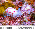 Benishibori 139290991