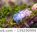 Benishibori 139290994