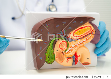 Pancreatitis, pancreatic cancer, Asian doctor with pancreas, gallbladder and bile duct human model. Pancreatitis, pancreatic cancer, Asian doctor with pancreas, gallbladder and bile duct human model. 139291103