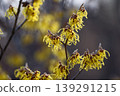 Witch hazel, the first to bloom in spring 139291215