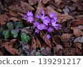 Snowdrops blooming beautifully in the forest 139291217