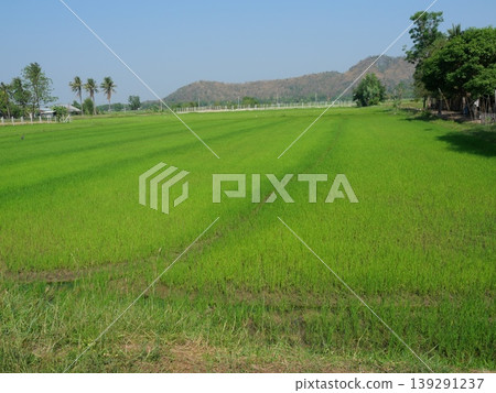 Green rice plant field in water on dirt land with nountain and blue sky, Cereal crop in tropical, Rural in Thailand 139291237