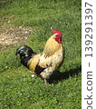 Beautiful rooster on a green grass by sunny day 139291397