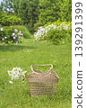 Summer leisure activity concept; wicker bag and bouquet of white daisy flowers on a green lawn in a blooming garden by sunny day 139291399