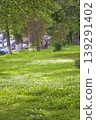 Beautiful urban lawn with blooming clover flowers in a park by sunny summer day 139291402