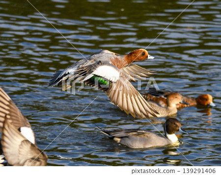 A male Eurasian Wigeon flying over a pond. A male Eurasian Wigeon flying over a pond. 139291406