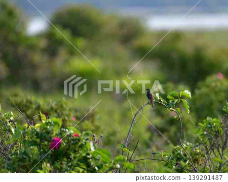 Twittering black-faced bunting Twittering black-faced bunting 139291487