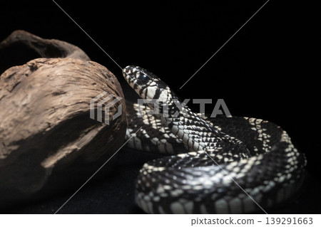 Tiger Rat Snake Tiger Rat Snake 139291663