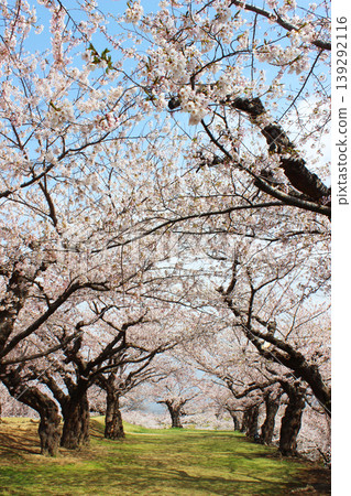 函館五棱郭公園 函館五棱郭公園 139292116