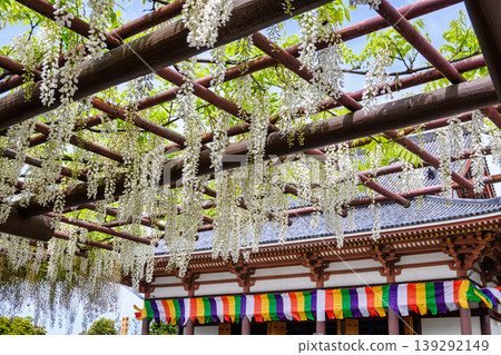White wisteria (Shirafuji) at the wisteria trellis on the grounds of Nishiarai Daishi Temple, Adachi Ward, Tokyo. White wisteria (Shirafuji) at the wisteria trellis on the grounds of Nishiarai Daishi Temple, Adachi Ward, Tokyo. 139292149