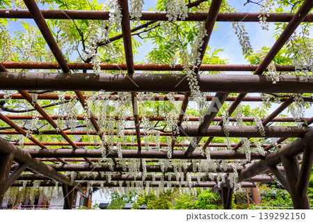 White wisteria (Shirafuji) at the wisteria trellis on the grounds of Nishiarai Daishi Temple, Adachi Ward, Tokyo. White wisteria (Shirafuji) at the wisteria trellis on the grounds of Nishiarai Daishi Temple, Adachi Ward, Tokyo. 139292150
