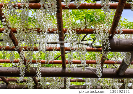 White wisteria (Shirafuji) at the wisteria trellis on the grounds of Nishiarai Daishi Temple, Adachi Ward, Tokyo. White wisteria (Shirafuji) at the wisteria trellis on the grounds of Nishiarai Daishi Temple, Adachi Ward, Tokyo. 139292151