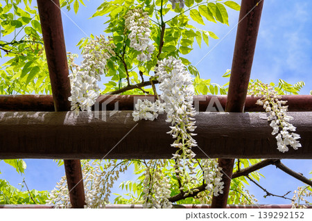 White wisteria (Shirafuji) at the wisteria trellis on the grounds of Nishiarai Daishi Temple, Adachi Ward, Tokyo. White wisteria (Shirafuji) at the wisteria trellis on the grounds of Nishiarai Daishi Temple, Adachi Ward, Tokyo. 139292152