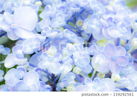 A beautiful background of pale blue hydrangeas. 139292561