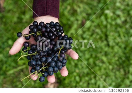 Hand holding fresh, ripe dark grapes against a green background. Hand holding fresh, ripe dark grapes against a green background. 139292596
