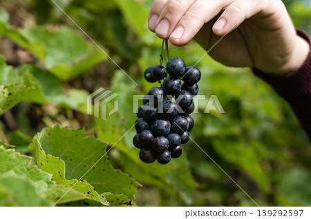 Hand holding a bunch of ripe dark grapes in a vineyard. Hand holding a bunch of ripe dark grapes in a vineyard. 139292597