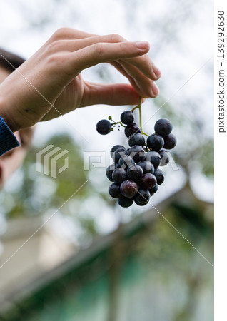 Hand holding a bunch of ripe purple grapes outdoors. Hand holding a bunch of ripe purple grapes outdoors. 139292630