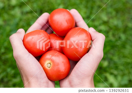 Freshly picked red tomatoes held in hands against a green background. Freshly picked red tomatoes held in hands against a green background. 139292631