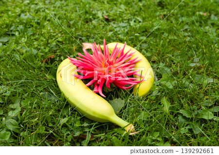 Two yellow fruits and a pink flower on green grass. Two yellow fruits and a pink flower on green grass. 139292661