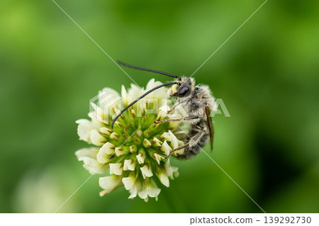A long-horned bee perched on a clover flower 139292730