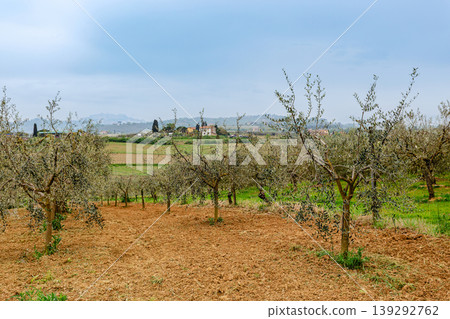 Olive grove in rural landscape with grey skies and distant hills Olive grove in rural landscape with grey skies and distant hills 139292762