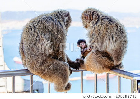 Two monkeys and their baby sit on a railing by the sea in the midday sun. Two monkeys and their baby sit on a railing by the sea in the midday sun. 139292785