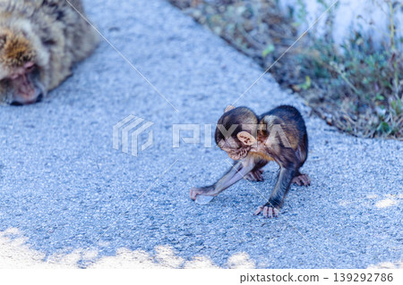 A curious young monkey plays next to its mother monkey in the wild during the daytime 139292786