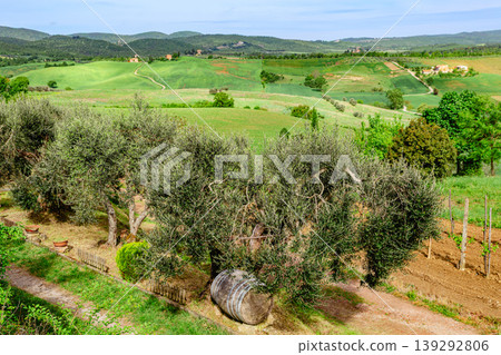 Beautiful countryside landscape with olive trees and vineyards in Tuscany, Italy 139292806