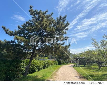 公園裡的松樹、步道和藍天。 公園裡的松樹、步道和藍天。 139292875