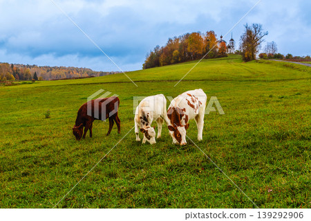 Cows graze peacefully in a green pasture during a tranquil autumn day Cows graze peacefully in a green pasture during a tranquil autumn day 139292906