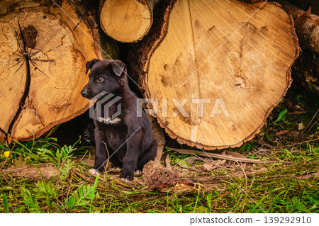 Black puppy sitting beside cut tree logs in a forested area Black puppy sitting beside cut tree logs in a forested area 139292910