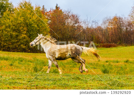Horse running freely in a lush green field under a cloudy sky Horse running freely in a lush green field under a cloudy sky 139292920
