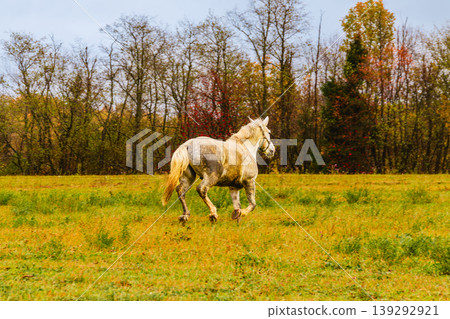 Horse running freely in a lush green field under a cloudy sky Horse running freely in a lush green field under a cloudy sky 139292921