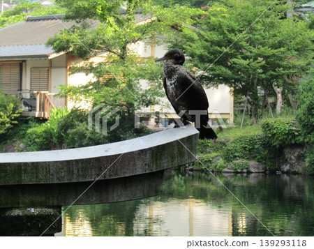 一隻鸕鶿棲息在金麟湖岸邊天曹神社的水下鳥居上,金麟湖是位於大分縣由布院市的熱門旅遊景點。 一隻鸕鶿棲息在金麟湖岸邊天曹神社的水下鳥居上,金麟湖是位於大分縣由布院市的熱門旅遊景點。 139293118