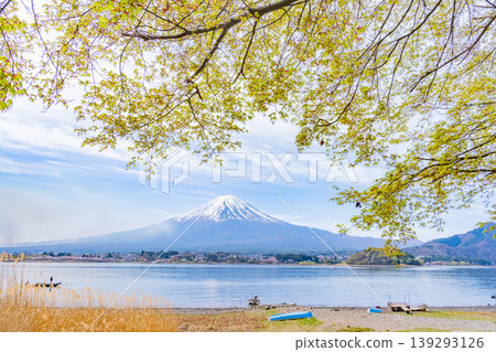 (山梨縣)從河口湖鬱鬱蔥蔥的湖岸眺望富士山 (山梨縣)從河口湖鬱鬱蔥蔥的湖岸眺望富士山 139293126