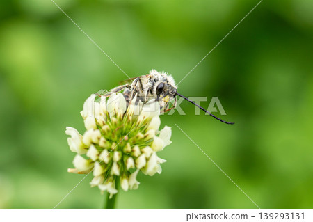 A long-horned bee perched on a clover flower 139293131