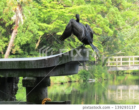 一隻鸕鶿棲息在金麟湖岸邊天曹神社的水下鳥居上，金麟湖是位於大分縣由布院市的熱門旅遊景點。 139293137