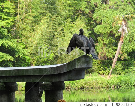 A cormorant perches on the underwater torii gate of Tenso Shrine on the shore of Kinrin Lake, a popular tourist spot in Yufuin, Yufu City, Oita Prefecture. A cormorant perches on the underwater torii gate of Tenso Shrine on the shore of Kinrin Lake, a popular tourist spot in Yufuin, Yufu City, Oita Prefecture. 139293139